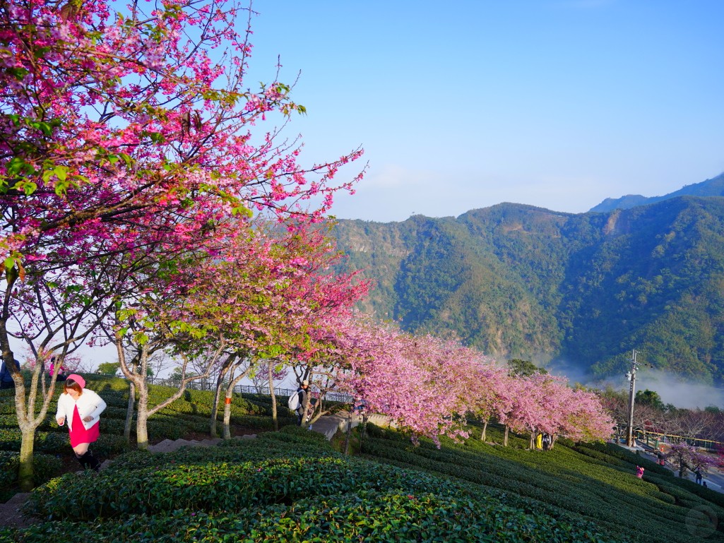 八卦茶園櫻花隧道
