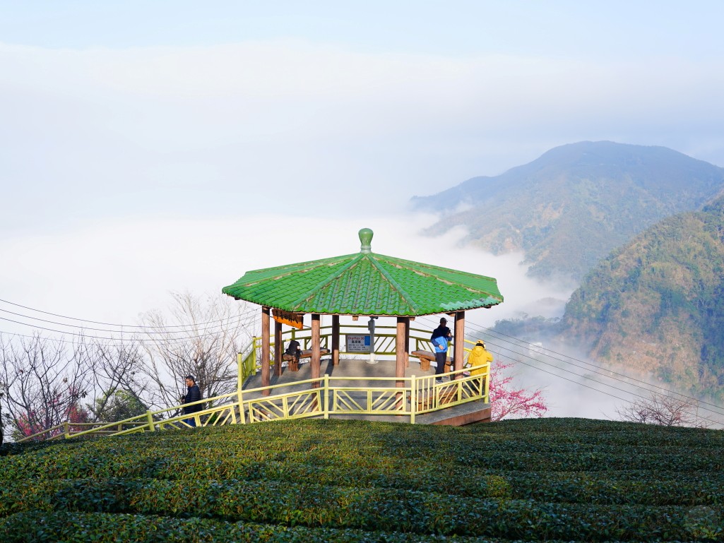 八卦茶園茶田與櫻花