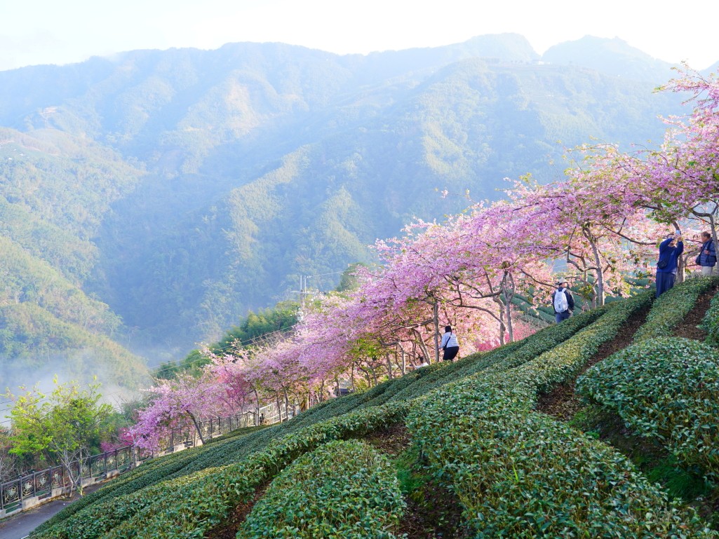 八卦茶園垂枝櫻特寫