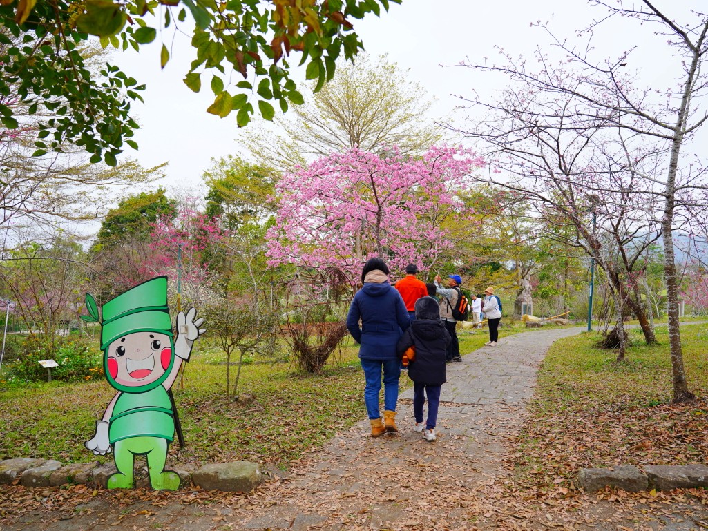 石馬公園, 小半天櫻花, 河津櫻, 鹿谷景點, 南投賞櫻, 八卦茶園順遊, 2026花況 石馬公園, 小半天櫻花, 河津櫻, 鹿谷景點, 南投賞櫻, 八卦茶園順遊, 2026花況