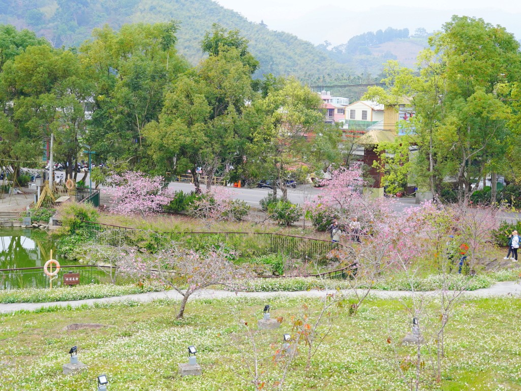 石馬公園, 小半天櫻花, 河津櫻, 鹿谷景點, 南投賞櫻, 八卦茶園順遊, 2026花況 石馬公園, 小半天櫻花, 河津櫻, 鹿谷景點, 南投賞櫻, 八卦茶園順遊, 2026花況
