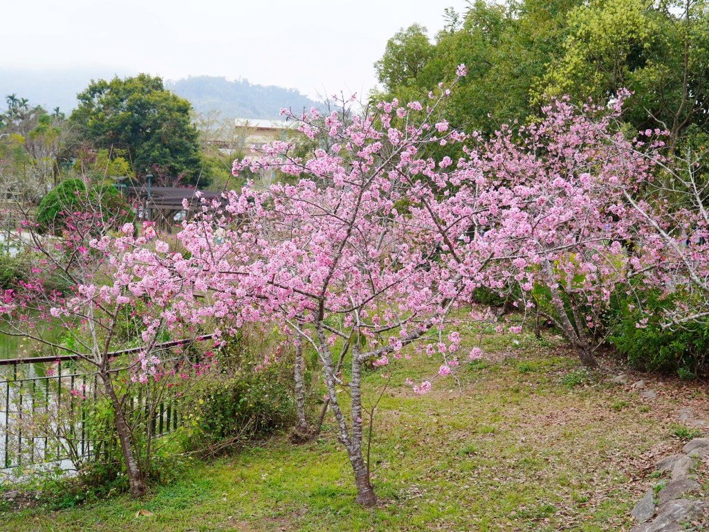 石馬公園, 小半天櫻花, 河津櫻, 鹿谷景點, 南投賞櫻, 八卦茶園順遊, 2026花況 石馬公園, 小半天櫻花, 河津櫻, 鹿谷景點, 南投賞櫻, 八卦茶園順遊, 2026花況