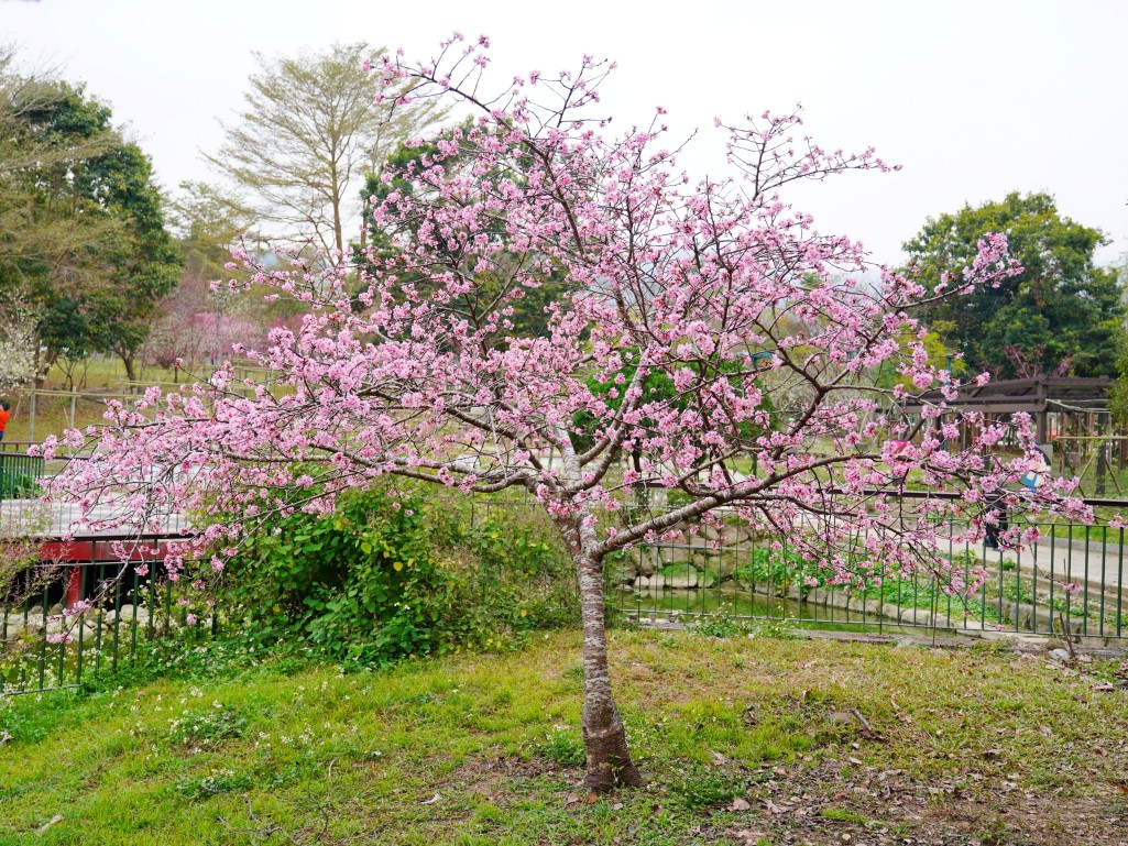石馬公園, 小半天櫻花, 河津櫻, 鹿谷景點, 南投賞櫻, 八卦茶園順遊, 2026花況 石馬公園, 小半天櫻花, 河津櫻, 鹿谷景點, 南投賞櫻, 八卦茶園順遊, 2026花況