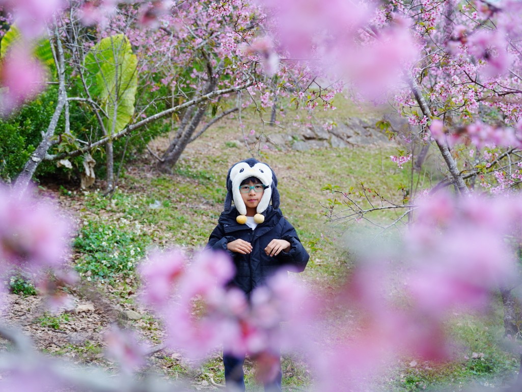 石馬公園, 小半天櫻花, 河津櫻, 鹿谷景點, 南投賞櫻, 八卦茶園順遊, 2026花況 石馬公園, 小半天櫻花, 河津櫻, 鹿谷景點, 南投賞櫻, 八卦茶園順遊, 2026花況