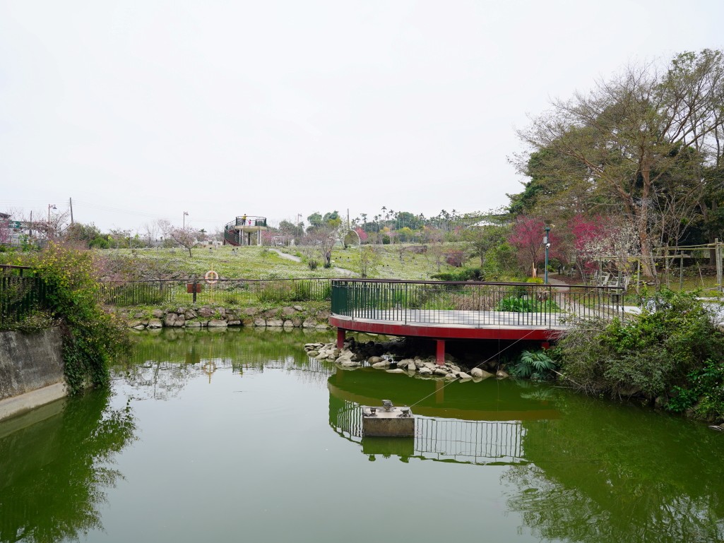 石馬公園, 小半天櫻花, 河津櫻, 鹿谷景點, 南投賞櫻, 八卦茶園順遊, 2026花況 石馬公園, 小半天櫻花, 河津櫻, 鹿谷景點, 南投賞櫻, 八卦茶園順遊, 2026花況