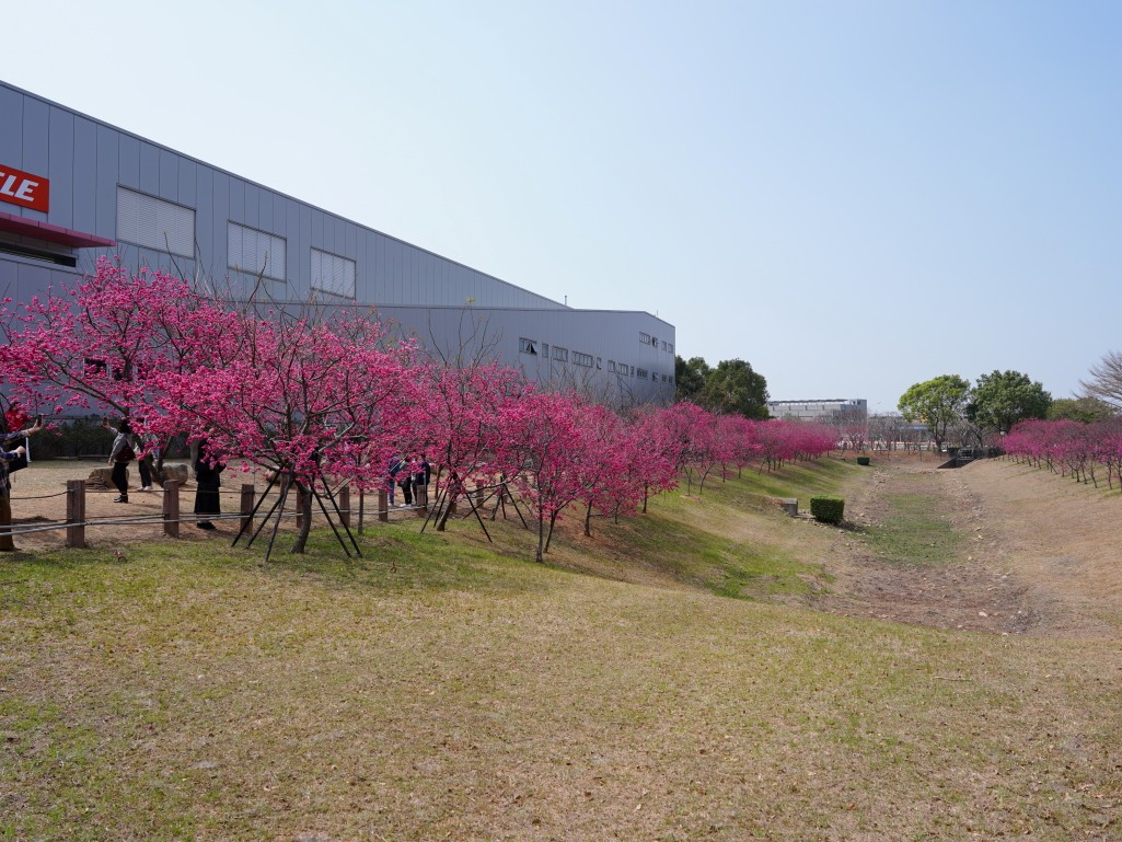 滯洪池櫻花步道