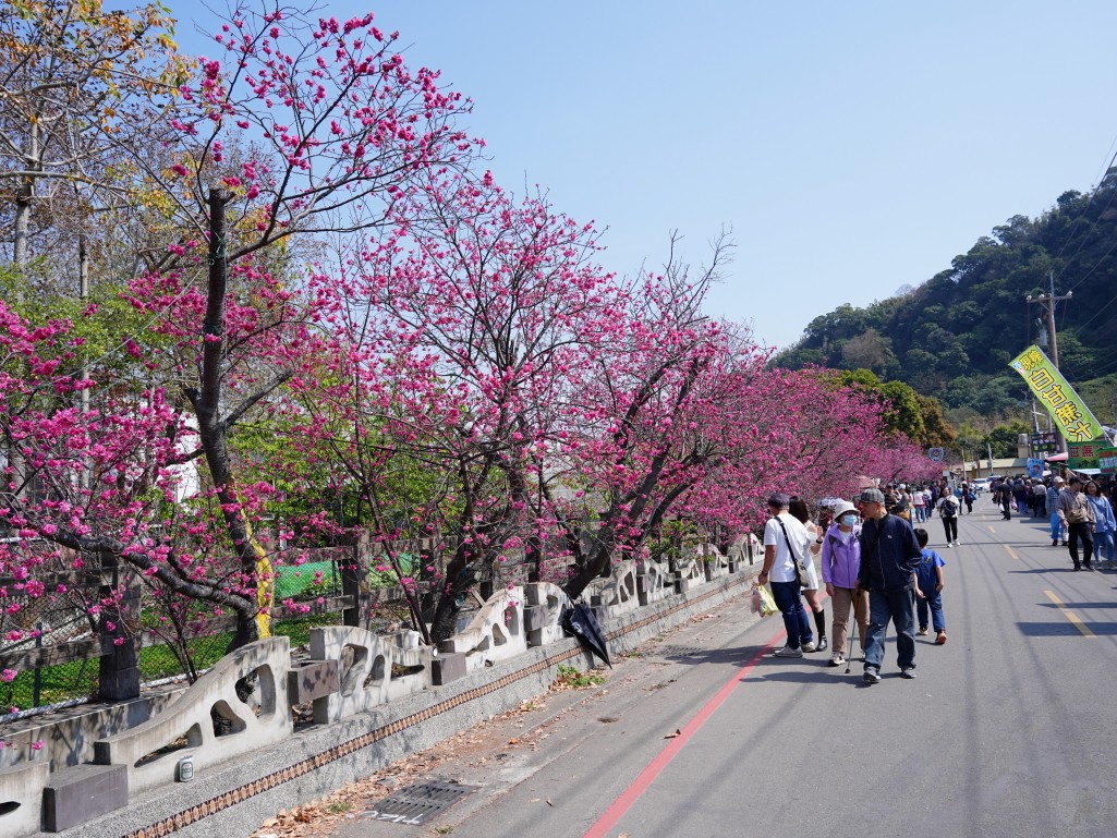 櫻花步道