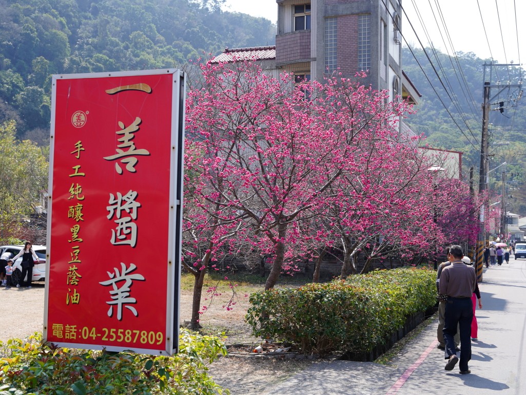 部分櫻花綻放