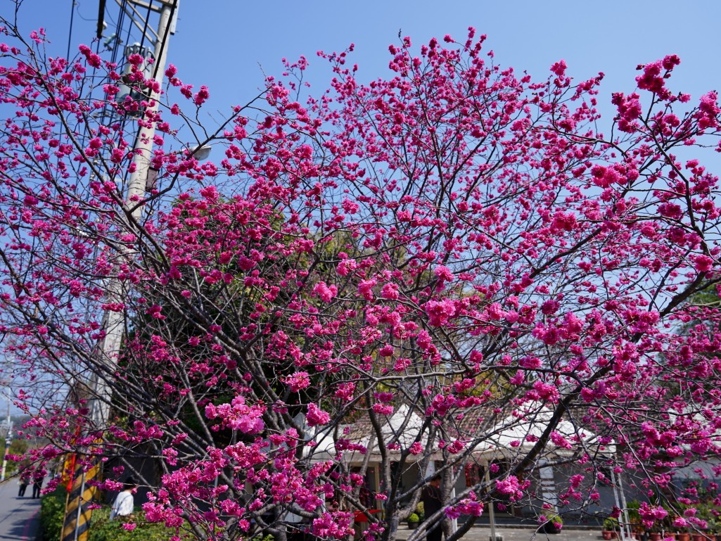 櫻花近拍