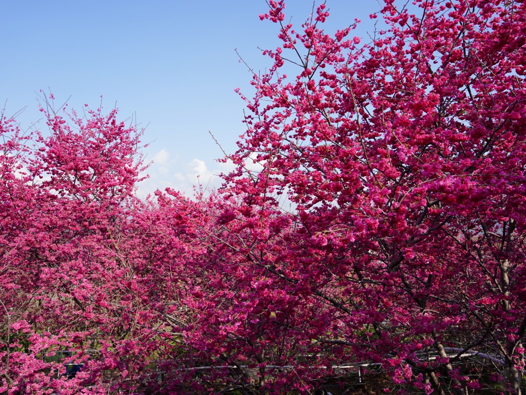 櫻花隧道