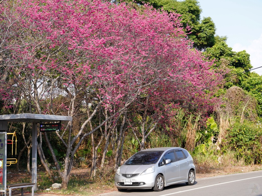 2026新社櫻花,台中賞櫻,新社景點,興社街櫻花,大南坡櫻花,北天直轄院,台中免費賞櫻