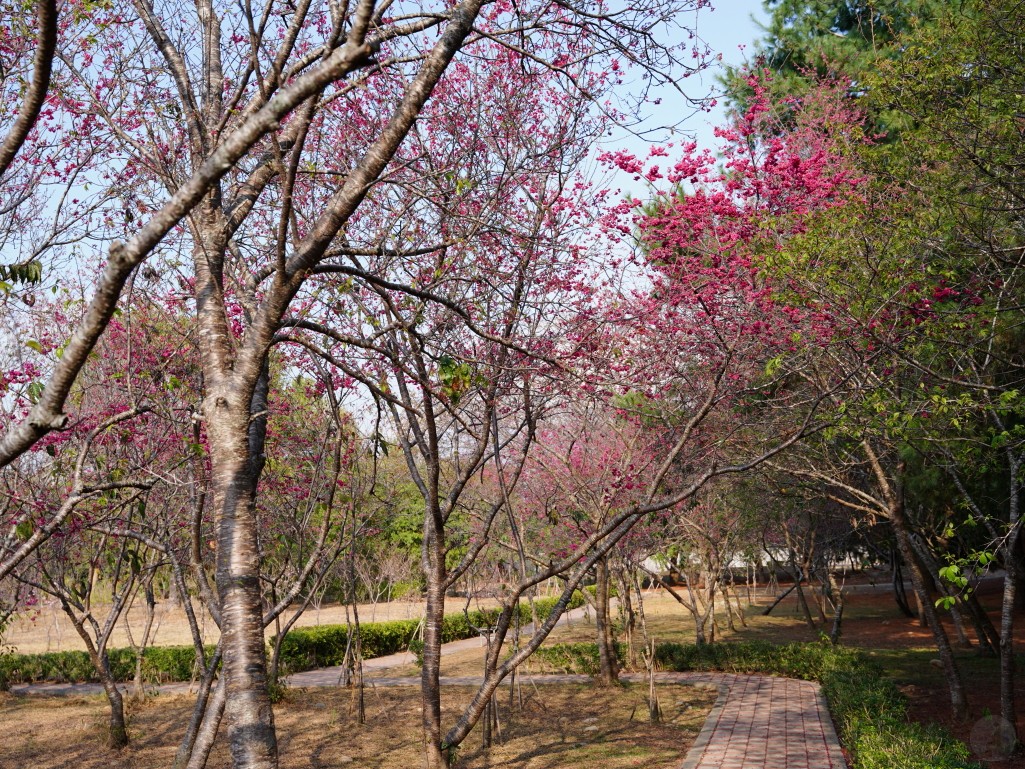 鳥銃頭櫻花公園-適合親子散步