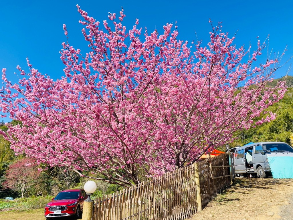斗六火車站至東碧山莊櫻花接駁車時刻表