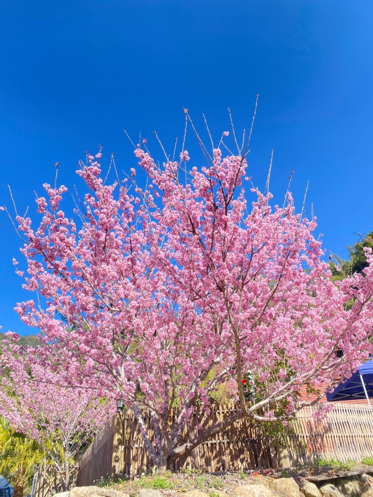 草嶺石壁櫻花季山村市集農產品