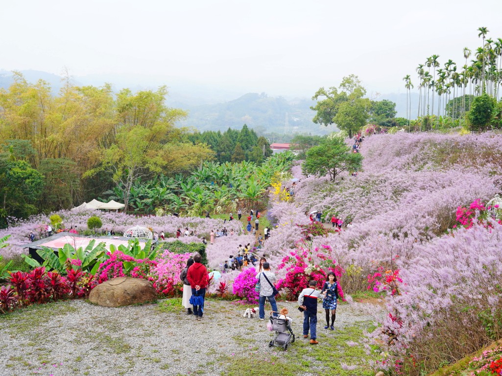 抵達瑰蜜甜心玫瑰園，放眼望去滿山谷的粉紅麝香木
