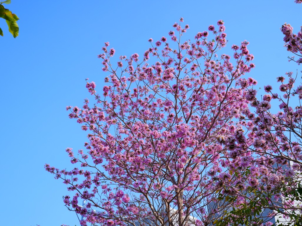 洲際路洋紅風鈴木大道滿開花況