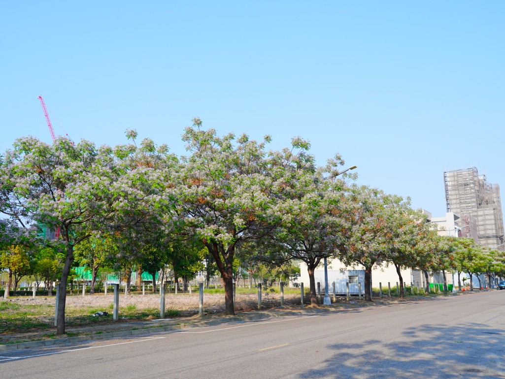 崇德十二路盛開中的苦楝花大道