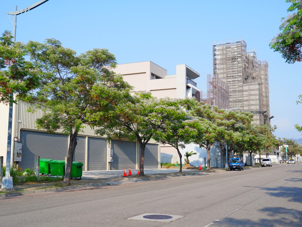 由下仰拍苦楝樹茂密的枝葉與天空
