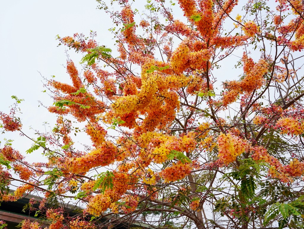 福和宮後方的特殊黃色花旗木
