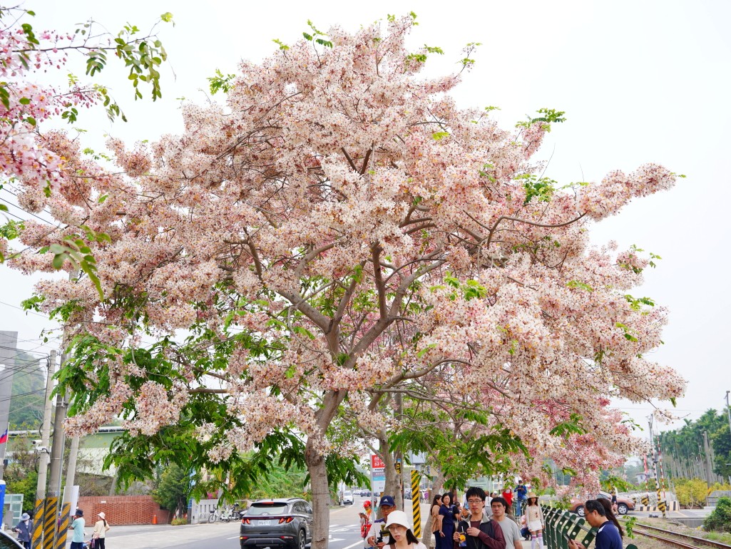 2026二水花旗木花況