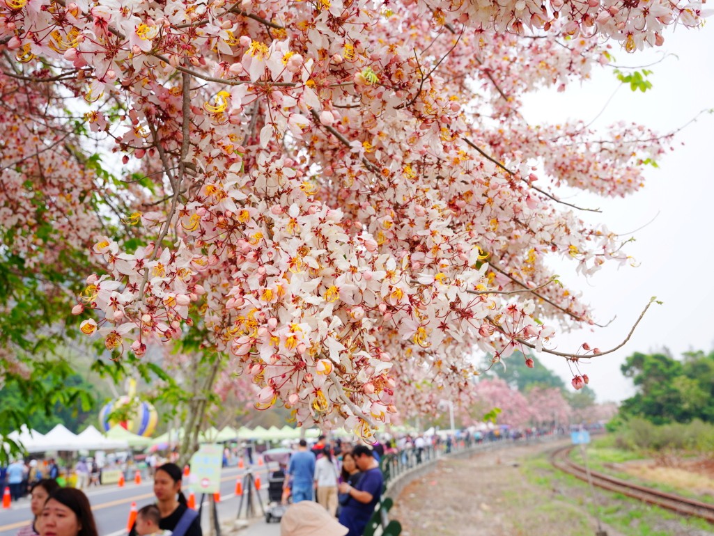 花旗木壯麗美景
