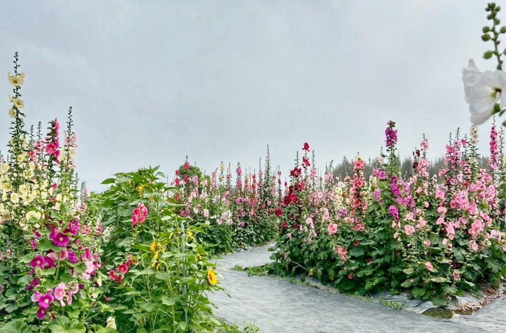2026員林蜀葵花季, 彰化蜀葵花海, 員林景點推薦, 員林南區公園蜀葵花, 大明里活動中心, 彰化一日遊, 一丈紅花海, 員林親子景點, 蜀葵花期 2026員林蜀葵花季, 彰化蜀葵花海, 員林景點推薦, 員林南區公園蜀葵花, 大明里活動中心, 彰化一日遊, 一丈紅花海, 員林親子景點, 蜀葵花期