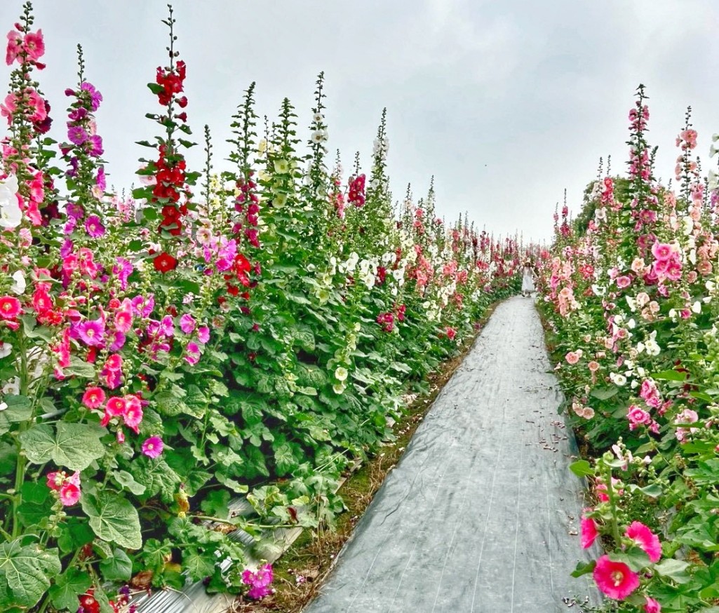 2026員林蜀葵花季, 彰化蜀葵花海, 員林景點推薦, 員林南區公園蜀葵花, 大明里活動中心, 彰化一日遊, 一丈紅花海, 員林親子景點, 蜀葵花期