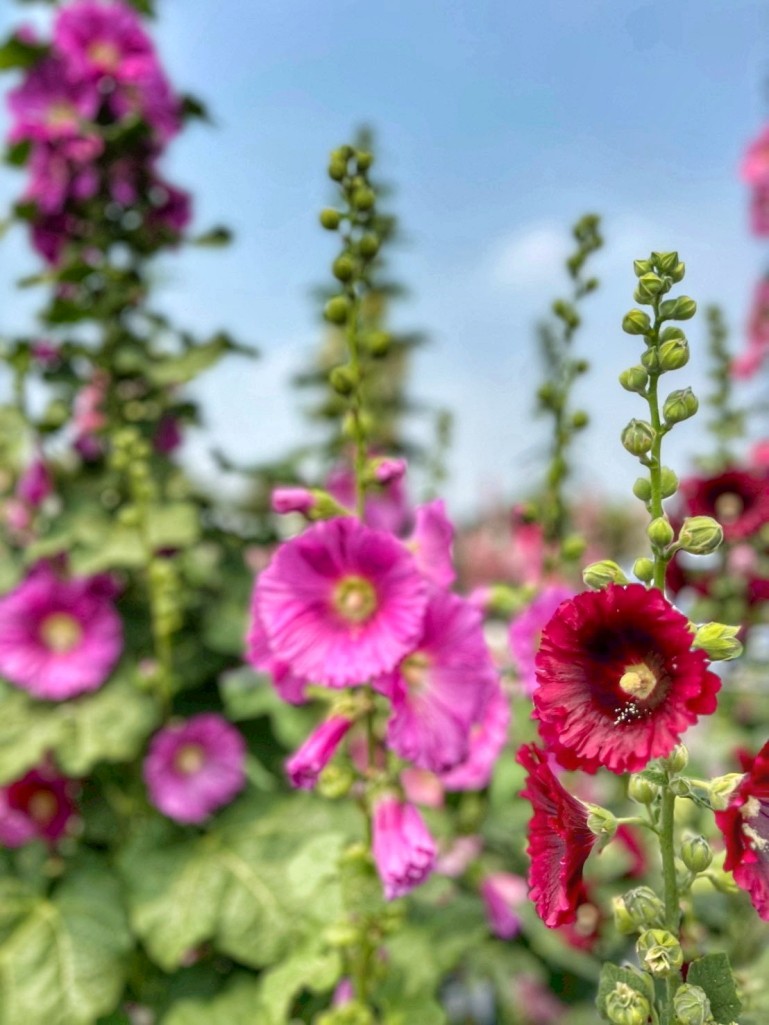 2026員林蜀葵花季, 彰化蜀葵花海, 員林景點推薦, 員林南區公園蜀葵花, 大明里活動中心, 彰化一日遊, 一丈紅花海, 員林親子景點, 蜀葵花期 2026員林蜀葵花季, 彰化蜀葵花海, 員林景點推薦, 員林南區公園蜀葵花, 大明里活動中心, 彰化一日遊, 一丈紅花海, 員林親子景點, 蜀葵花期