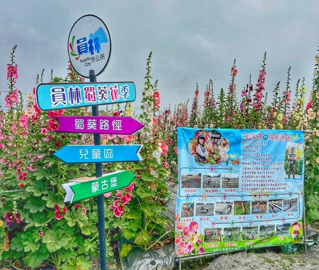2026員林蜀葵花季, 彰化蜀葵花海, 員林景點推薦, 員林南區公園蜀葵花, 大明里活動中心, 彰化一日遊, 一丈紅花海, 員林親子景點, 蜀葵花期 2026員林蜀葵花季, 彰化蜀葵花海, 員林景點推薦, 員林南區公園蜀葵花, 大明里活動中心, 彰化一日遊, 一丈紅花海, 員林親子景點, 蜀葵花期