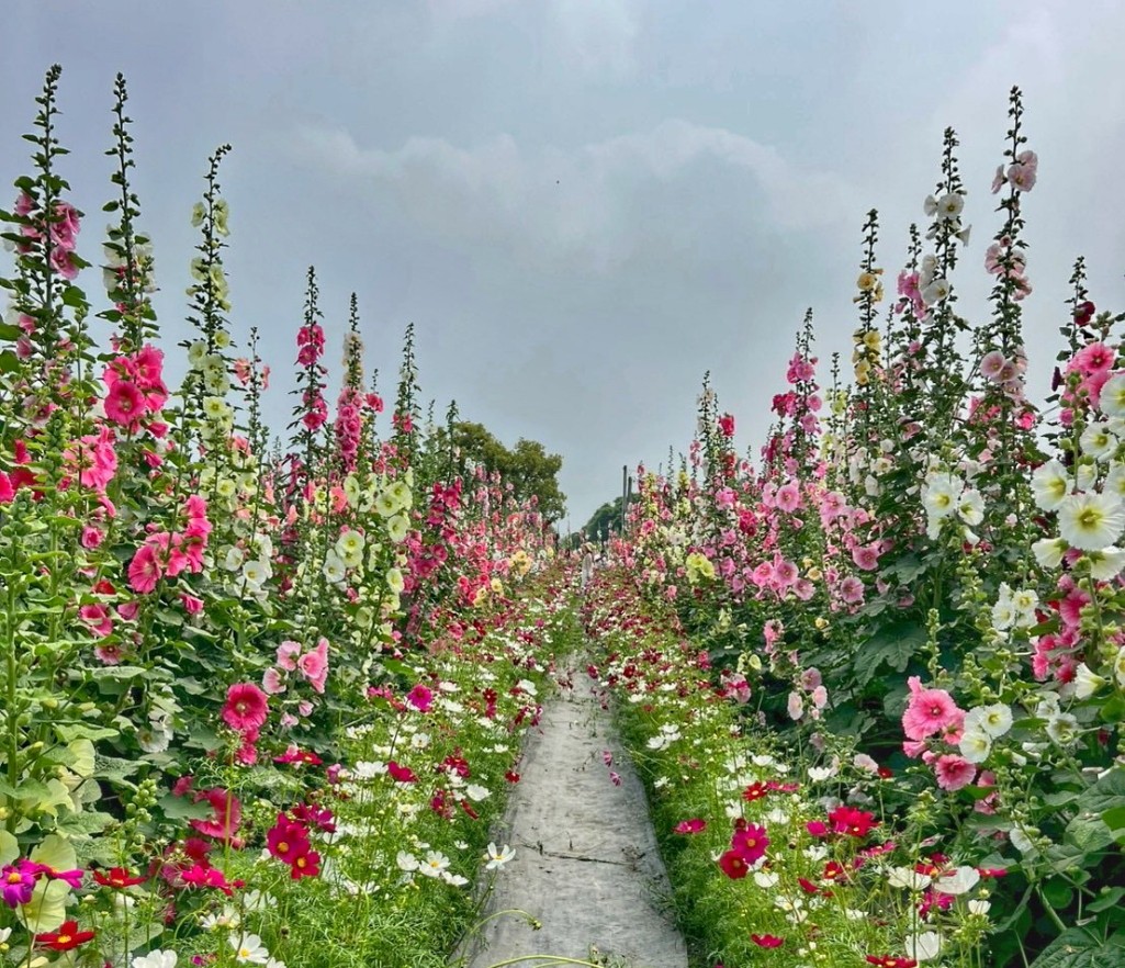2026員林蜀葵花季, 彰化蜀葵花海, 員林景點推薦, 員林南區公園蜀葵花, 大明里活動中心, 彰化一日遊, 一丈紅花海, 員林親子景點, 蜀葵花期 2026員林蜀葵花季, 彰化蜀葵花海, 員林景點推薦, 員林南區公園蜀葵花, 大明里活動中心, 彰化一日遊, 一丈紅花海, 員林親子景點, 蜀葵花期