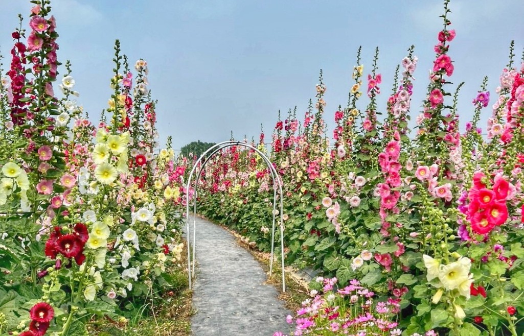 2026員林蜀葵花季, 彰化蜀葵花海, 員林景點推薦, 員林南區公園蜀葵花, 大明里活動中心, 彰化一日遊, 一丈紅花海, 員林親子景點, 蜀葵花期 2026員林蜀葵花季, 彰化蜀葵花海, 員林景點推薦, 員林南區公園蜀葵花, 大明里活動中心, 彰化一日遊, 一丈紅花海, 員林親子景點, 蜀葵花期