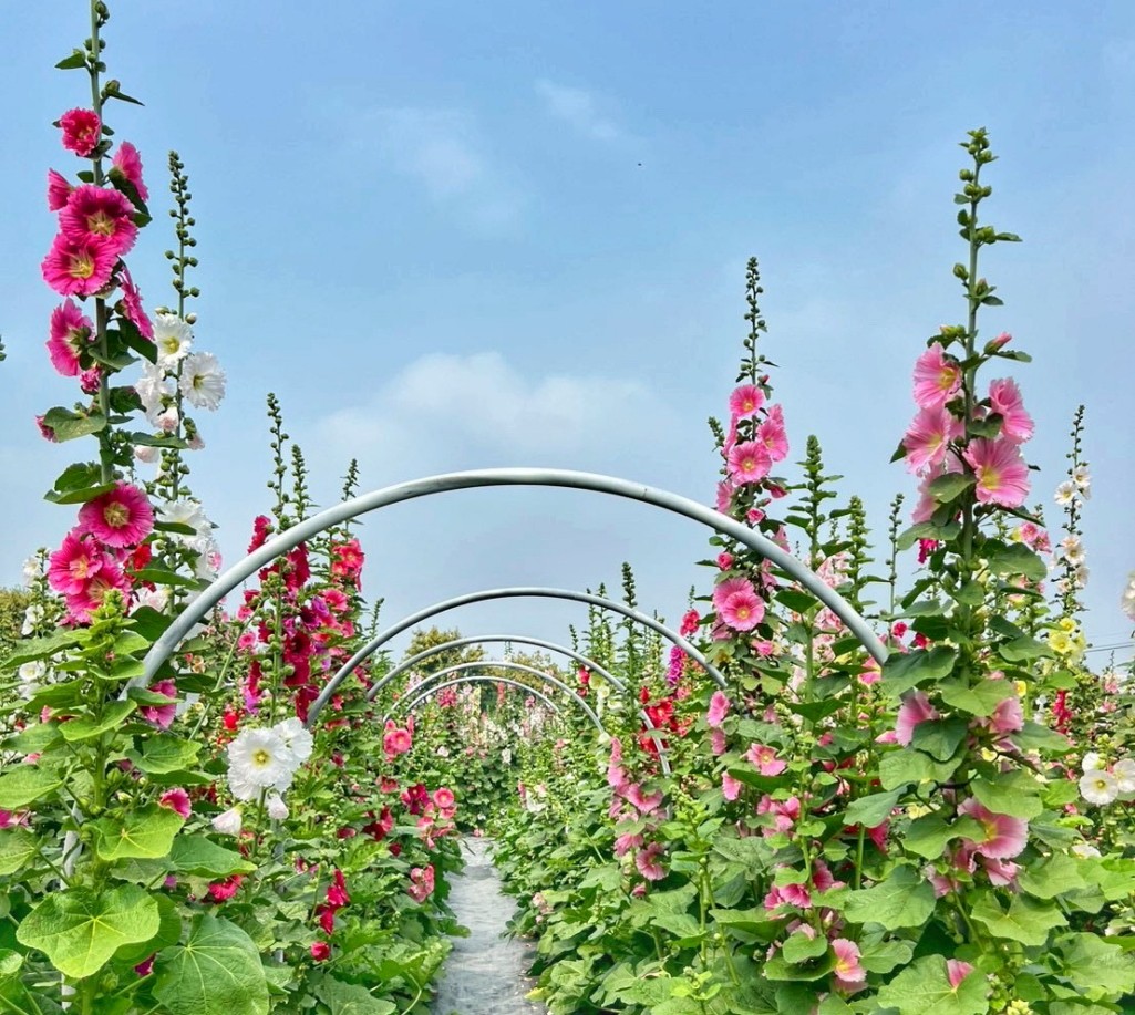 2026員林蜀葵花季, 彰化蜀葵花海, 員林景點推薦, 員林南區公園蜀葵花, 大明里活動中心, 彰化一日遊, 一丈紅花海, 員林親子景點, 蜀葵花期 2026員林蜀葵花季, 彰化蜀葵花海, 員林景點推薦, 員林南區公園蜀葵花, 大明里活動中心, 彰化一日遊, 一丈紅花海, 員林親子景點, 蜀葵花期