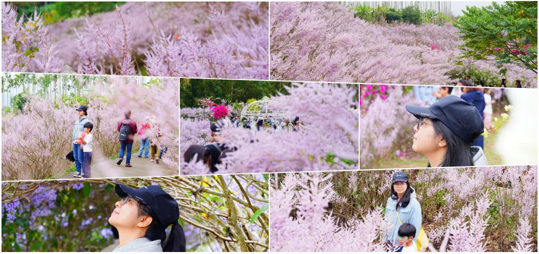 2026南投中寮秘境｜瑰蜜甜心玫瑰園：8000坪粉紅山丘麝香木滿開！門票、停車與順遊景點一次看
