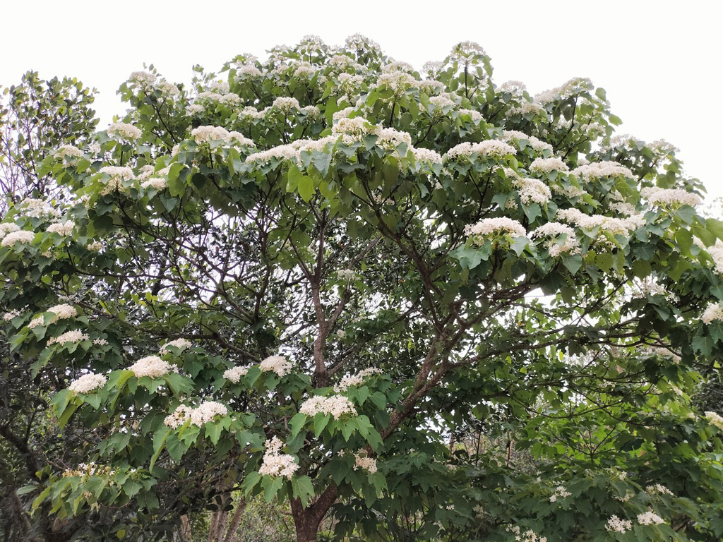 2026桐花景點, 桐花花況, 全台賞桐推薦, 苗栗桐花, 客家桐花祭, 台中賞桐, 桐花步道, 桐花季時間 2026桐花景點, 桐花花況, 全台賞桐推薦, 苗栗桐花, 客家桐花祭, 台中賞桐, 桐花步道, 桐花季時間