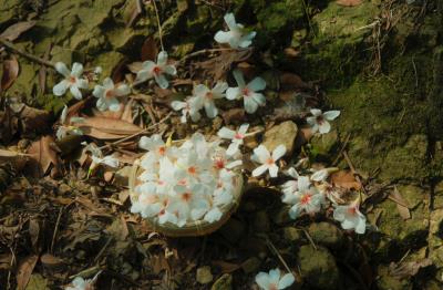 2026桐花景點, 桐花花況, 全台賞桐推薦, 苗栗桐花, 客家桐花祭, 台中賞桐, 桐花步道, 桐花季時間 2026桐花景點, 桐花花況, 全台賞桐推薦, 苗栗桐花, 客家桐花祭, 台中賞桐, 桐花步道, 桐花季時間