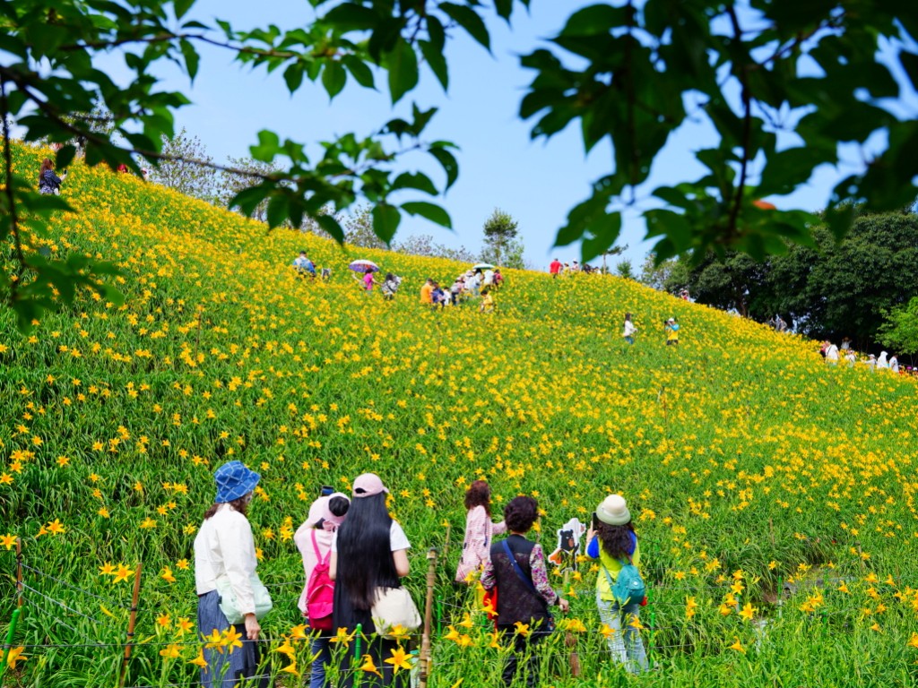 漫步虎山岩金針花海的紅磚步道