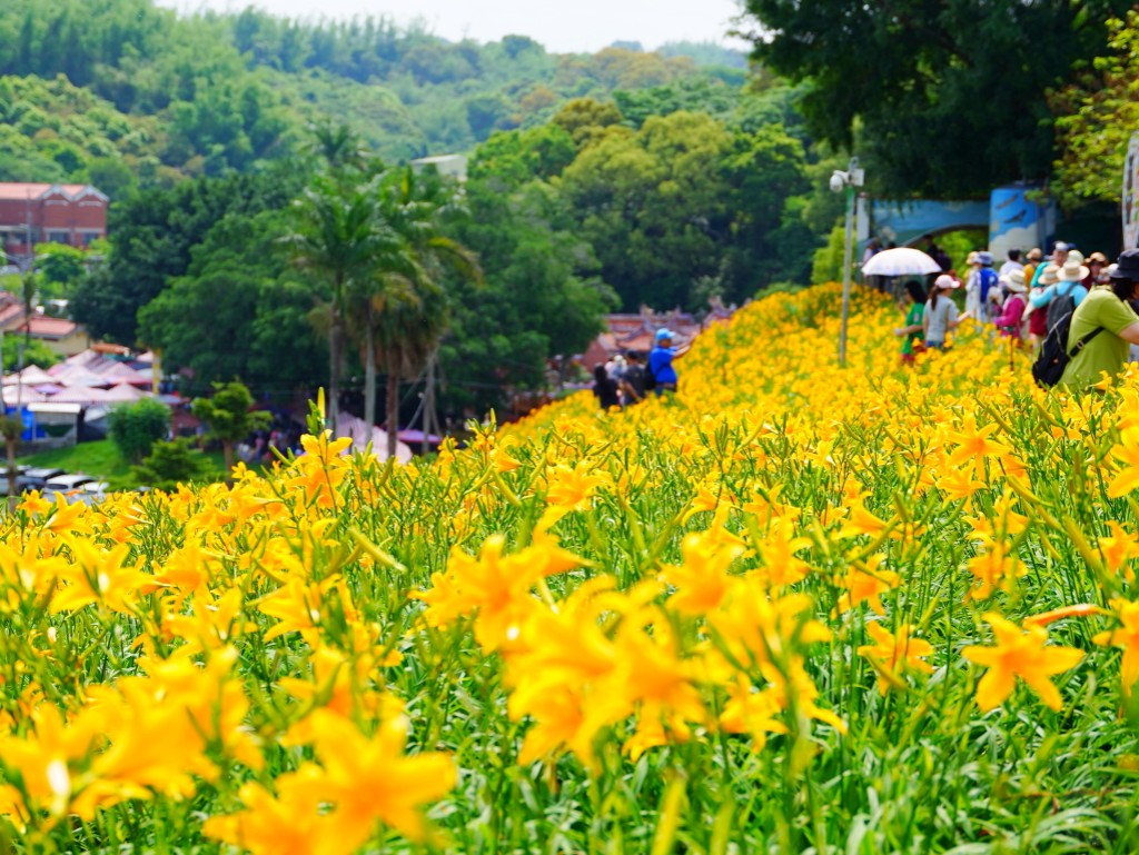 虎山巖金針花山坡俯瞰廟宇美景