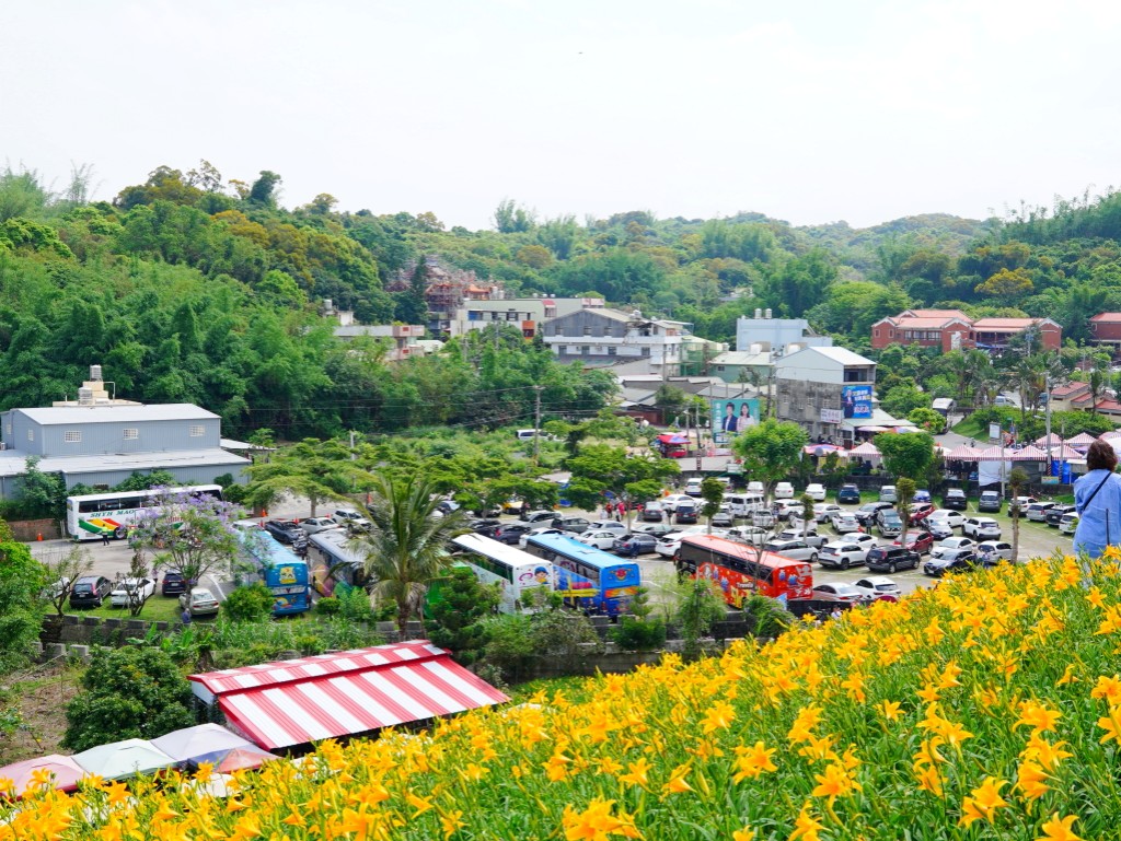 彰化虎山巖金針花海周邊停車資訊