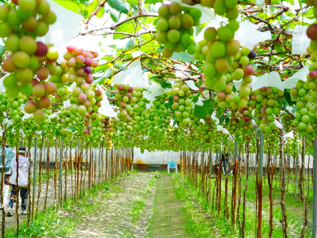彰化路葡萄隧道, 路葡萄酒莊, 彰化埔心景點, 路葡萄隧道休閒農場, 彰化葡萄莊園推薦, 蜜紅葡萄, 葡萄冰淇淋, 全台最美葡萄隧道, 彰化親子景點, 2026彰化旅遊